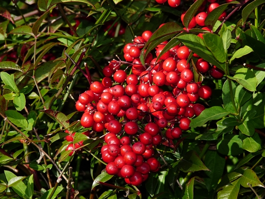 {Nandina domestica}